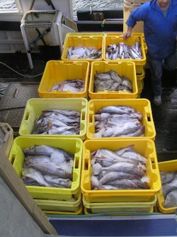 The catch is landed at Polperro harbour