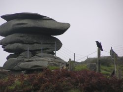 A raven guards the Cheesewring on top of Bodmin Moor
