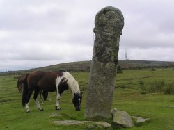 Stone cross and local resident on Bodmin Moor Wallpaper
