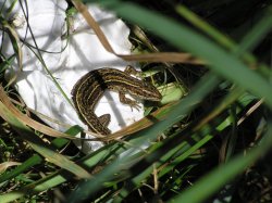Lizard on a discarded tissue, Zennor cliff Wallpaper