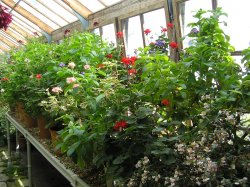 Greenhouse at Parham House Wallpaper
