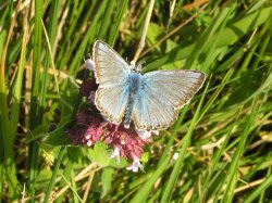 Chalkhill Blue (male) butterfly on the cliffs at Dover Wallpaper