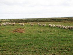 Follow the leader Wallpaper