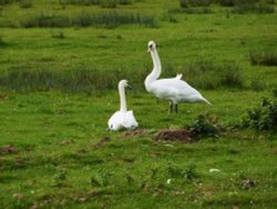 Swans on the marshes Wallpaper