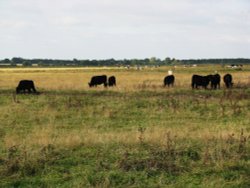 Maybe Black Angus Cows on the Marshes Wallpaper