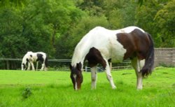 Piebald Horses Wallpaper