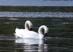 Swans on Coniston water Wallpaper