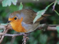 Friendly robin at Arley near Bewdley