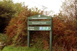 Deerpark forest. Wallpaper