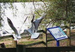 Seagulls in Rollesby Wallpaper