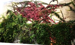 Seasonal wall covering Wallpaper