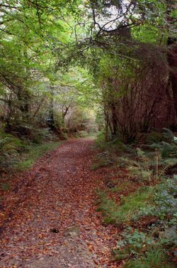 A walk in the forest.