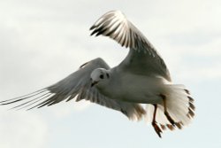 Black-headed Gull. Wallpaper