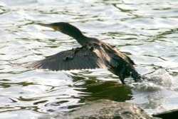 Cormorant. Wallpaper