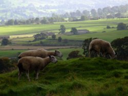 Sheep graze by Bolton Castle Wallpaper