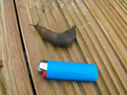 Quite the critter Wallpaper