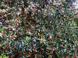 A fruitful Holly Tree in Postwick Churchyard Wallpaper