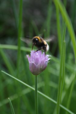 Bee