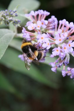 Bee