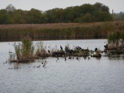 Strumpshaw Fen Wallpaper