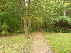One of the walks at the fen Wallpaper