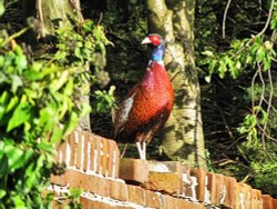 Pheasant on the Church Wall Wallpaper