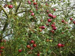 Apple tree in the Churchyard Wallpaper