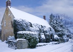 'Laylocks' in the snow
