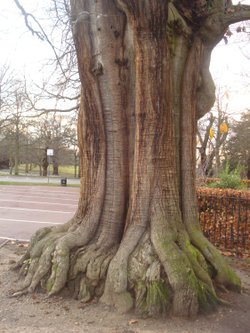 Tree !!