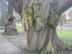 Tree!!!