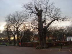 Greenwich Park