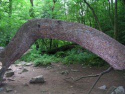 Coins have been knocked into this tree Wallpaper