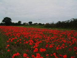 Poppy Field