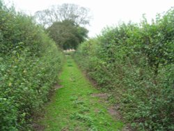 A country walk Wallpaper