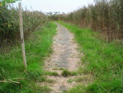Walking through the marshes (only in summertime) Wallpaper