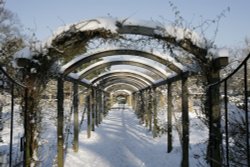 Peckham Rye Wallpaper