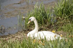 Swan on the welland Wallpaper