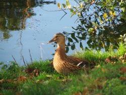 At Waveney Valley Lakes Wallpaper