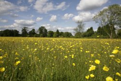 Field of buttercups near Horne