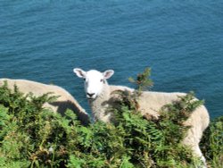 Walking along Cleveland Way