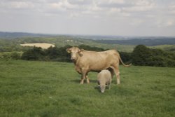 Lovely view in east Sussex Wallpaper