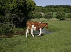 Cow on the move Wallpaper