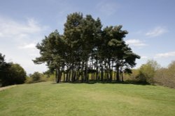 Small copse Wallpaper