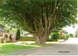 A tree in Worlingham Wallpaper