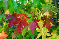 Autumn in Malvern Park 4 Wallpaper