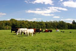 Child Okeford, Dorset