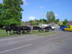 Brockenhurst, Hampshire Wallpaper