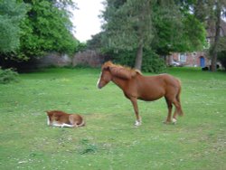 Moyles Court, Hampshire