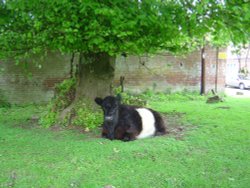 Moyles Court, Hampshire Wallpaper