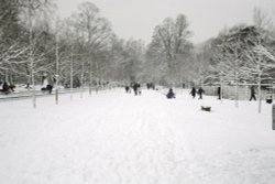 Peckham Rye Wallpaper